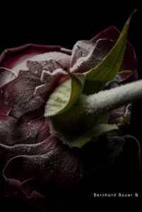 Stillife