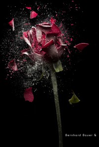 Stillife